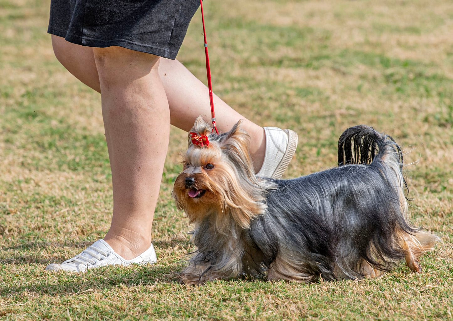 Pets in The Park - Calamvale Saturday 7th June 3x3 MARKET site